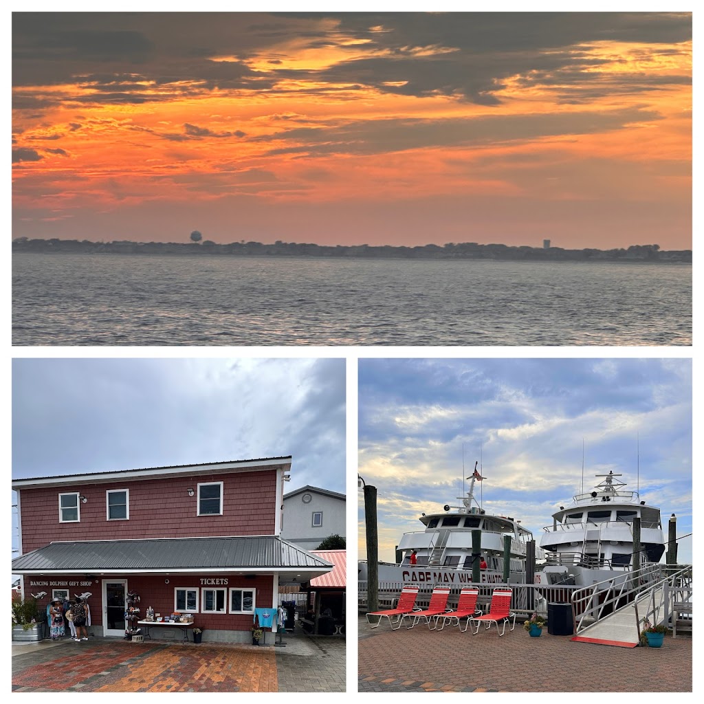 Dolphin Watching in Cape May – A Perfect Escape from Atlantic City